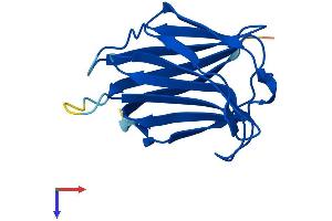 AlphaFold protein structure predicition of Human Recombinant LGALS16 Protein, UniprotID A8MUM7