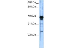 Western Blotting (WB) image for anti-Zinc Finger and SCAN Domain Containing 16 (ZSCAN16) antibody (ABIN2461941) (ZSCAN16 anticorps)