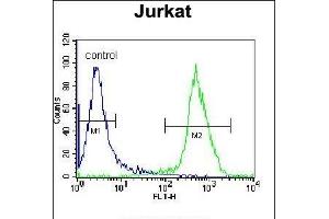 XRCC5 Antibody (Center ) (ABIN655900 and ABIN2845300) flow cytometric analysis of Jurkat cells (right histogram) compared to a negative control cell (left histogram). (XRCC5 anticorps  (AA 424-450))