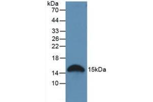Figure. (Galectin 2 anticorps  (AA 1-130))
