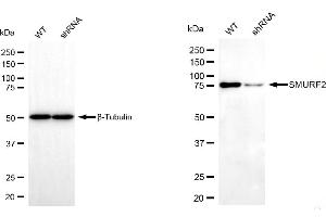 Western blotting analysis using SMURF2 antibody (ABIN7800365). (SMURF2 anticorps)