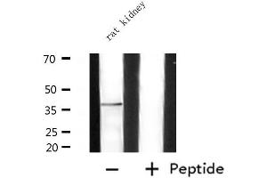 Western blot analysis of extracts from rat kidney, using ADORA2A Antibody. (Adenosine A2a Receptor anticorps  (Internal Region))