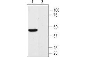 Western blot analysis of mouse kidney membranes: - 1.