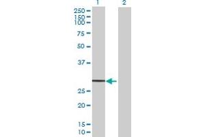 Western Blot analysis of GZMH expression in transfected 293T cell line by GZMH MaxPab polyclonal antibody.