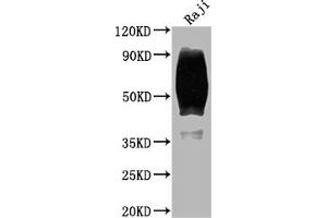 Western Blot Positive WB detected in: Raji whole cell lysate All lanes: CD80 antibody at 1:2000 Secondary Goat polyclonal to rabbit IgG at 1/50000 dilution Predicted band size: 34, 30, 19 kDa Observed band size: 60 kDa
