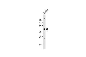 Anti-PSMD13 Antibody (C-term) at 1:1000 dilution + Jurkat whole cell lysate Lysates/proteins at 20 μg per lane. (PSMD13 anticorps  (C-Term))