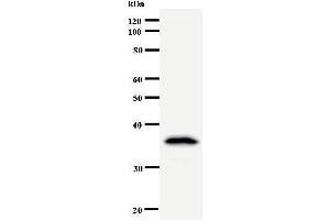 Western Blotting (WB) image for anti-DEAD (Asp-Glu-Ala-Asp) Box Polypeptide 39A (DDX39) antibody (ABIN933112) (DDX39 anticorps)