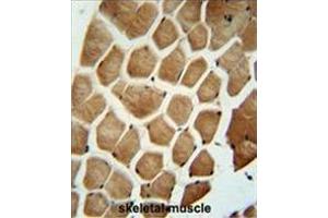 WDR49 antibody (C-term) immunohistochemistry analysis in formalin fixed and paraffin embedded human skeletal muscle followed by peroxidase conjugation of the secondary antibody and DAB staining. (WDR49 anticorps  (C-Term))