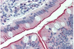 Anti-CDHR5 / MUPCDH antibody  ABIN1100714 IHC staining of human small intestine.