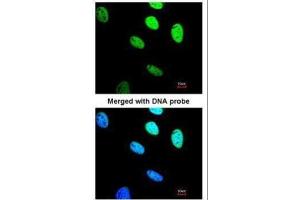 ICC/IF Image Immunofluorescence analysis of paraformaldehyde-fixed HeLa, using BRE, antibody at 1:200 dilution.