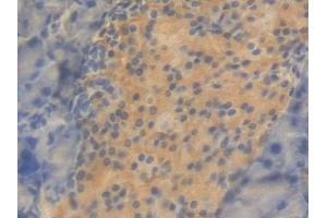 DAB staining on IHC-P; Samples: Mouse Pancreas Tissue (CNTF anticorps  (AA 2-198))