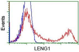 HEK293T cells transfected with either RC204931 overexpress plasmid (Red) or empty vector control plasmid (Blue) were immunostained by anti-LENG1 antibody (ABIN2454711), and then analyzed by flow cytometry. (Leng1 anticorps)