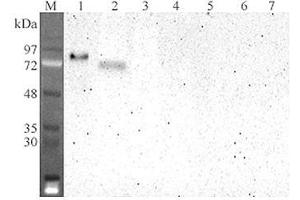 Western blot analysis using anti-DLL4 (human), mAb (DL86-3AG)  at 1:2'000 dilution. (DLL4 anticorps  (Extracellular Domain))