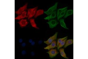 ABIN6257010 and ABIN6274258 staining Hela cells by IF/ICC. (KPB1/2 (Internal Region) anticorps)