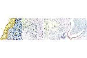 Staining of stages of odontogenesis: (1a) shows H and E stained dental lamina at x400, (1b) shows H and E stained bud stage at x400, (1c) shows H and E stained cap stage at x400, (1d) shows H and E stained bell stage at x100. (BMP4 anticorps  (C-Term))