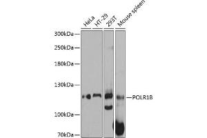 Western blot analysis of extracts of various cell lines, using POLR1B antibody (ABIN6131083, ABIN6145908, ABIN6145909 and ABIN6215598) at 1:3000 dilution. (POLR1B anticorps  (AA 670-900))