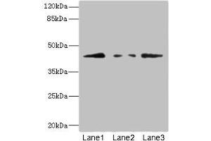 Western blot All lanes: FBXO4 antibody at 3. (FBXO4 anticorps  (AA 138-387))