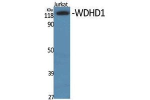 anti-WD Repeat and HMG-Box DNA Binding Protein 1 (WDHD1) (Internal Region) antibody