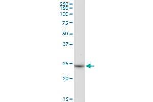 BDH2 MaxPab polyclonal antibody.