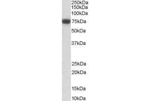 ABIN2564140 (0. (NGFR anticorps  (Internal Region))