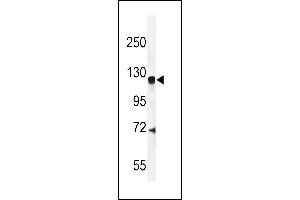 CENTG1 Antibody (C-term) (ABIN654901 and ABIN2844549) western blot analysis in mouse brain tissue lysates (35 μg/lane).