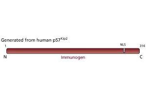 Image no. 1 for anti-Cyclin-Dependent Kinase Inhibitor 1C (p57, Kip2) (CDKN1C) antibody (ABIN967507) (CDKN1C anticorps)