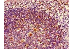 Immunohistochemistry of paraffin-embedded human tonsil tissue using ABIN7155618 at dilution of 1:100 (HLA-DRB1 anticorps  (AA 31-266) (Biotin))