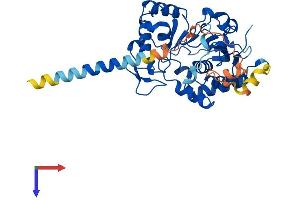 AlphaFold protein structure predicition of Human Recombinant ST8SIA3 Protein, UniprotID O43173