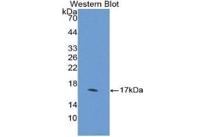 Western Blotting (WB) image for anti-Desert Hedgehog (DHH) (AA 241-383) antibody (ABIN1858634) (desert Hedgehog anticorps  (AA 241-383))