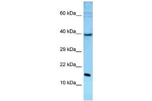 WB Suggested Anti-Pole3 Antibody Titration: 1.