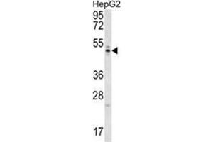 WDR12 Antibody (Center) western blot analysis in HepG2 cell line lysates (35 µg/lane).