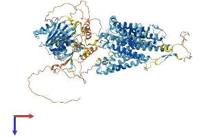 AlphaFold protein structure predicition of Human Recombinant SLC4A4 Protein, UniprotID Q9Y6R1