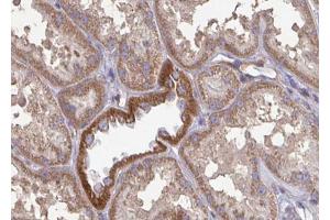 ABIN6272960 at 1/100 staining Mouse kidney tissue by IHC-P. (GLUD1 anticorps  (Internal Region))