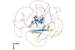 AlphaFold protein structure predicition of Human Recombinant MLLT10 Protein, UniprotID P55197