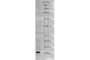 Western blot analysis of Rat brain cell lysates showing detection of Cpn10 protein using Rabbit Anti-Cpn10 Polyclonal Antibody . (HSPE1 anticorps  (AA 91-101) (APC))
