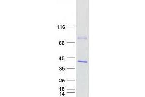 Validation with Western Blot