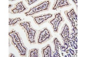 IHC analysis of H1F0 using anti-H1F0 antibody (ABIN7600521). (Histone H1 anticorps  (AA 20-159))