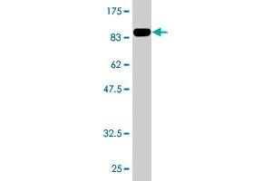 Western Blot detection against Immunogen (84.