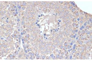 Immunohistochemistry of paraffin-embedded Mouse testis using COX5A Polyclonal Antibody at dilution of 1:100 (40x lens).