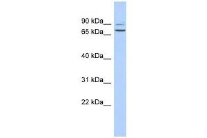 C9ORF75 antibody used at 1 ug/ml to detect target protein. (TPRN anticorps  (Middle Region))