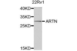 Western blot analysis of extracts of 22Rv1 cells, using ARTN antibody. (ARTN anticorps)