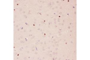 Anti-APE1 Picoband antibody,  IHC(P): Rat Brain Tissue