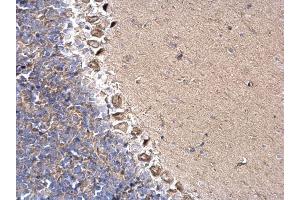 IHC-P Image DYNC1I2 antibody detects DYNC1I2 protein at cytosol on mouse hind brain by immunohistochemical analysis.