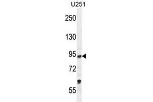 PCAF Antibody (C-term) western blot analysis in U251 cell line lysates (35µg/lane). (KAT2B anticorps  (C-Term))