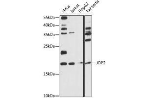 Western blot analysis of extracts of various cell lines, using JDP2 antibody (ABIN6291167) at 1:1000 dilution.