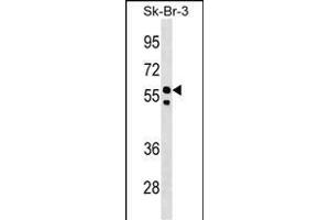 FBXO31 Antibody (Center) (ABIN1538289 and ABIN2848716) western blot analysis in SK-BR-3 cell line lysates (35 μg/lane). (FBXO31 anticorps  (AA 310-338))