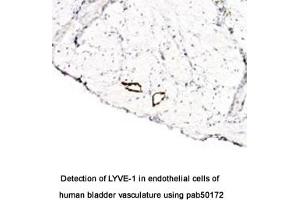 Image no. 1 for anti-Lymphatic Vessel Endothelial Hyaluronan Receptor 1 (LYVE1) (AA 250-318), (C-Term) antibody (ABIN363481)