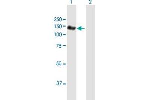 Western Blot analysis of NEDD4L expression in transfected 293T cell line by NEDD4L MaxPab polyclonal antibody. (NEDD4-2 anticorps  (AA 1-911))