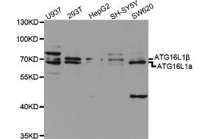 Western blot analysis of extracts of various cell lines, using ATG16L1 antibody (ABIN5970960) at 1/1000 dilution. (ATG16L1 anticorps)