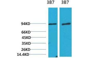 Western Blot (WB) analysis of 1)3T3, 2) Rat LiverTissue with PI3 Kinase P85alpha Mouse Monoclonal Antibody diluted at 1:2000. (PIK3R1 anticorps)